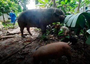 México y EEUU acuerdan estrategia contra peste porcina en el Caribe