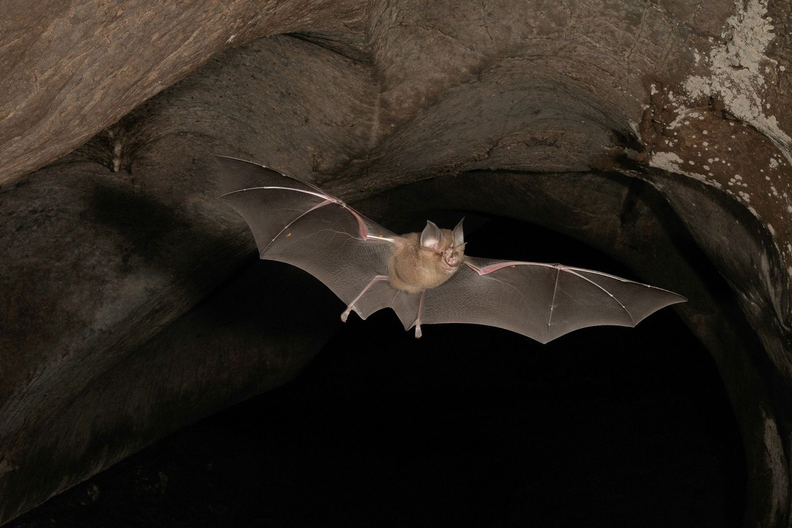 Un virus de murciélago similar al covid puede entrar en células humanas