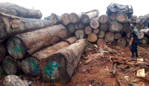Ambiente derogó resolución suspendía aprovechamiento de madera bruta