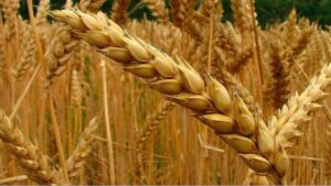 Ucrania exportó 1,6 millones de toneladas de cereal en un mes de acuerdo