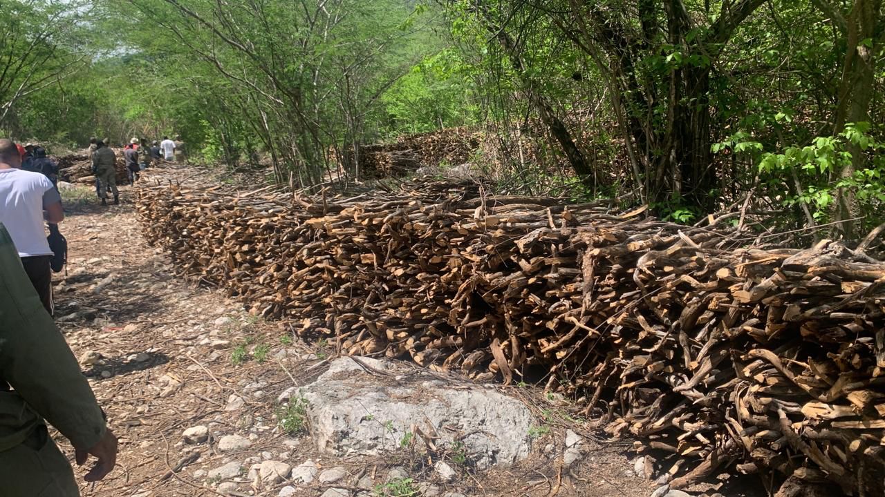 Ambiente: no hubo violación de ley  en caso madera seca de Guaconejo