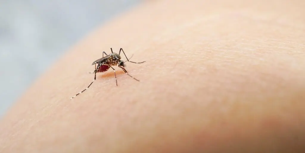 Dengue: en lo que va de año 26 personas han muerto