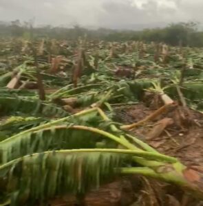 Vientos de Fiona afectan plantaciones en Hato Mayor