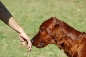Los perros son capaces de oler el estrés de las personas