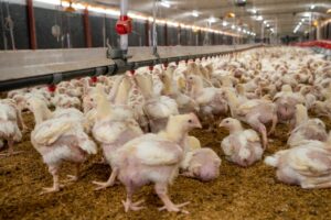 Récord de producción de pollos para enero de 2023 con 19.6 millones