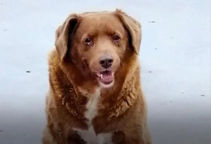El perro más viejo del mundo se llama Bobi, tiene 30 años