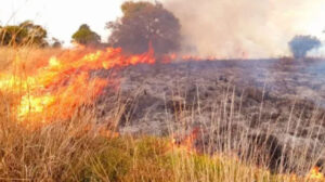 Incendios forestales agravan la crisis haitiana