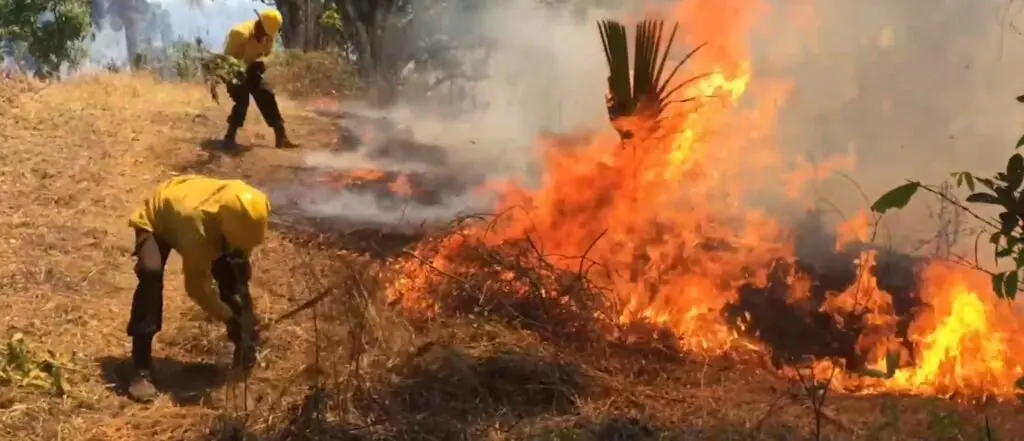 Bomberos apagando incendio forestal. Foto: fuente externa