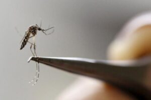 OMS formará profesionales para asistir a Perú en la epidemia de dengue