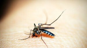 Autoridades detectan un caso de transmisión local de malaria en Texas