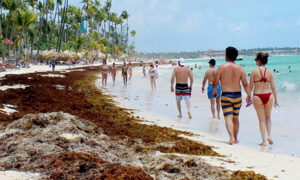 El sargazo suele aumentar en las playas del país para el verano. Danny Polanco