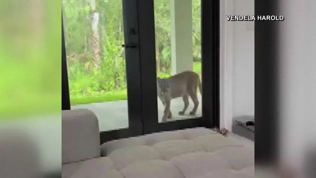 Captan en un video a una pantera en el patio de una casa de Florida