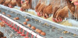 Productores de pollos y huevos al borde del colapso por rentabilidad