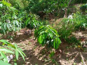 Avanza en montañas Jarabacoa plan cafetales para frenar deforestación