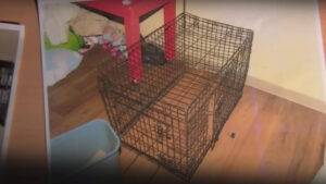 Rescatan a siete niños abusados y encerrados en jaulas de perros
