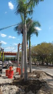 Unos 30 árboles trasplantados por construcción teleférico Santiago