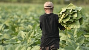 EEUU advierte de un alza del 44 % en la explotación laboral infantil