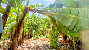Gobierno inicia compra de bananos a productores afectados por Franklin