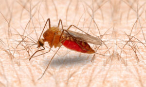 La malaria surge por un parásito, pero es el mosquito Anopheles el que la transmite. Fuente externa