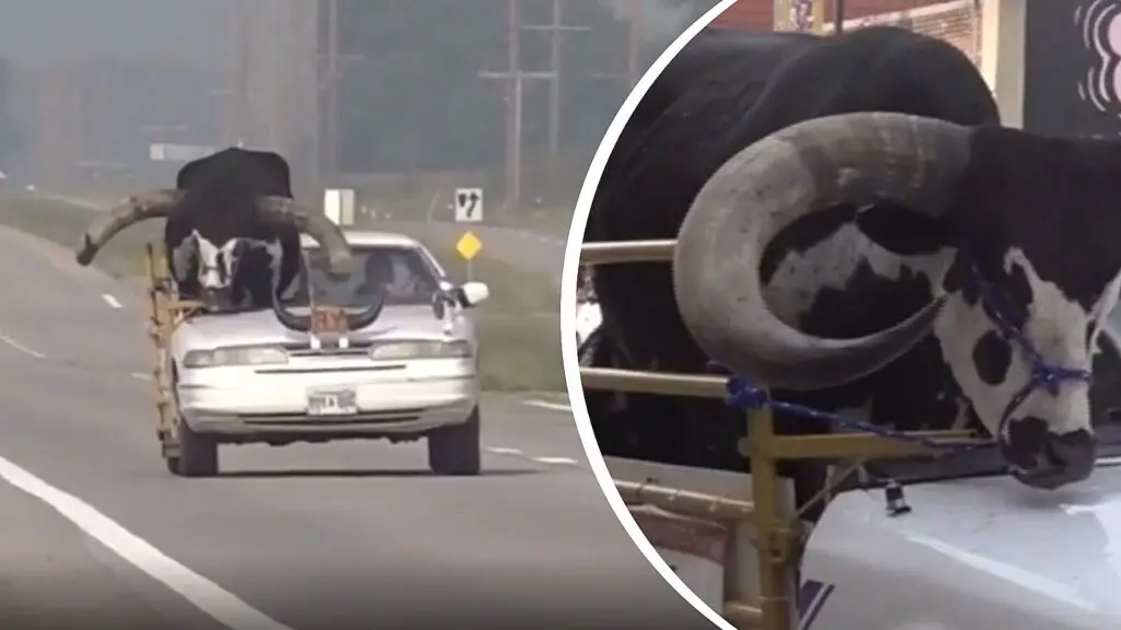 VIDEO: Hombre detenido por conducir con enorme toro de copiloto