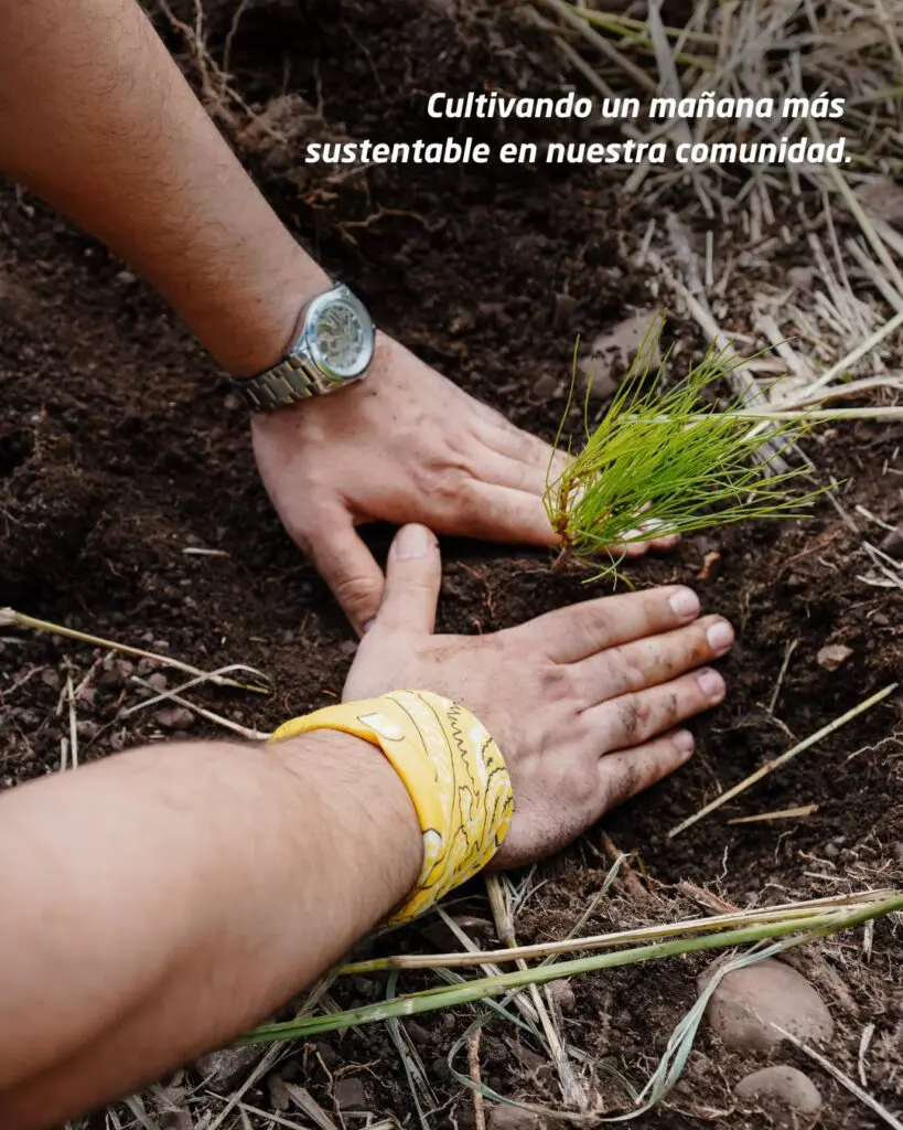 Voluntarios del Banco Popular realizan reforestación en La Sierra