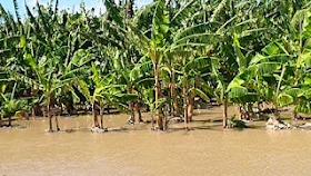 Inundaciones causan pérdidas millonarias a la agricultura de Barahona