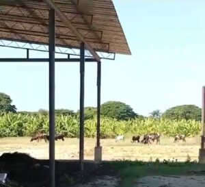 Denuncian administración Proyecto Manzanillo introdujo vacas a pastar