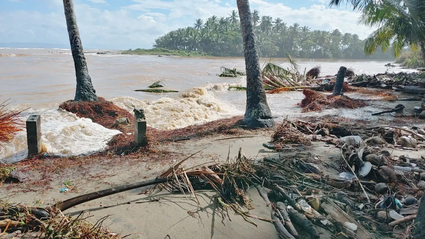 Mal tiempo derrumba más de 150 matas de coco en Nagua