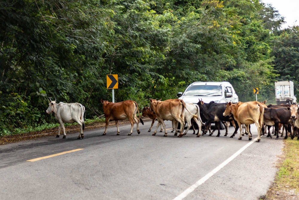 Monte Plata: Piden a Protección Animal  operativo animales en carreteras