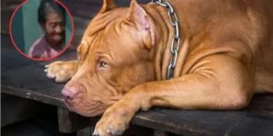 Un perro pitbull mata a su dueña de 83 años en su casa en Granada, Nicaragua