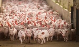 Abinader declara de alto interés nacional regulación y bioseguridad de granjas porcinas 
