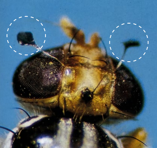 Qué hay que saber de la mosca del Mediterráneo que ataca cultivos en RD