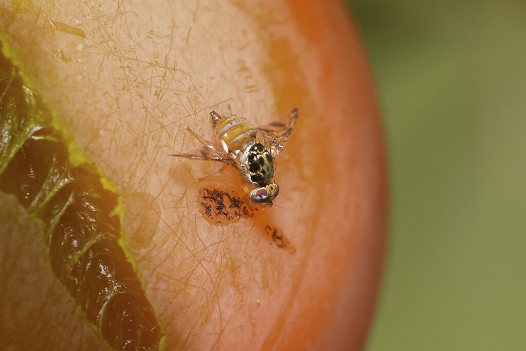Qué hay que saber de la mosca del Mediterráneo que ataca cultivos en RD