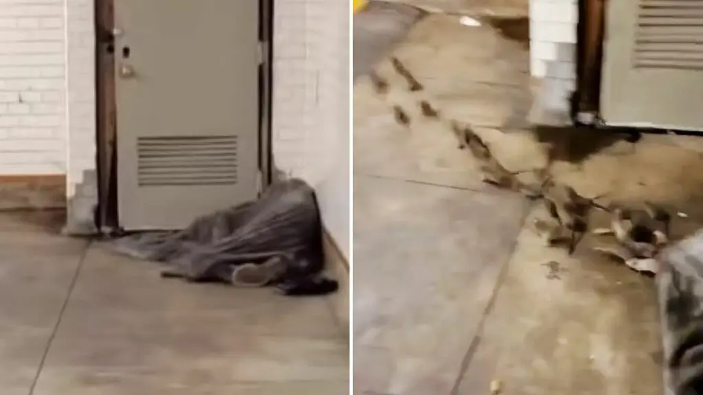 VIDEO: Manada de ratas bajo manta de hombre sin hogar en Nueva York