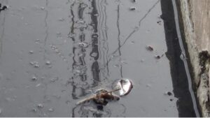 Denuncian reproducción de gusanos por aguas negras en calles Dajabón