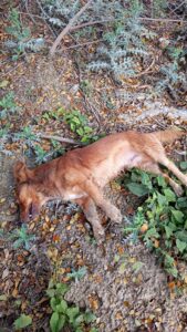 envenenan varios perros en comunidad del Distrito Municipal de Guatapanal.