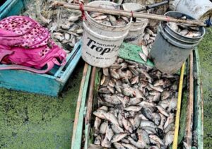 Denuncian pesca indiscriminada amenaza con la extinción de peces en la laguna Rincón de Barahona