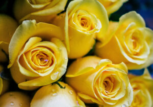 Las mejores frases para dedicar al regalar flores amarillas y su significado