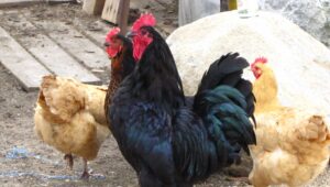 Desconocidos roban gallos en vivienda de la gobernadora de Espaillat