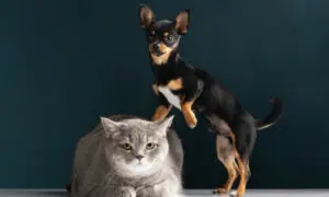 Perro y gato (Imagen Ilustrativa)