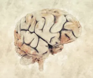 Cerebro humano (imagen ilustrativa)