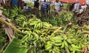 Vendedores de plátano en Dajabón