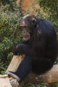 Chimpancés (imagen ilustrativa)