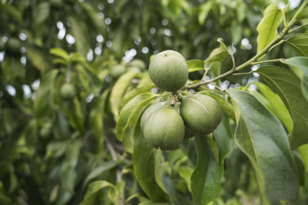 El cacay es un fruto de alto valor dermatológico
