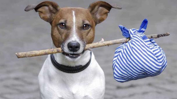 adoptar animales