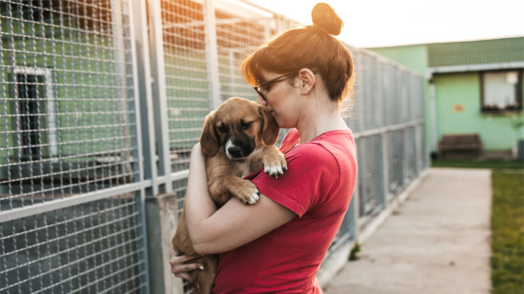 adoptar animales