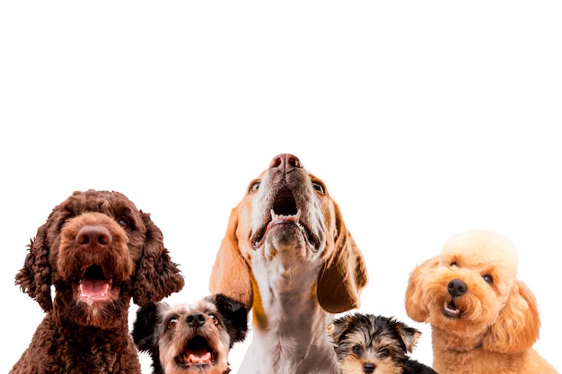 Día mundial del perro Santo Domingo