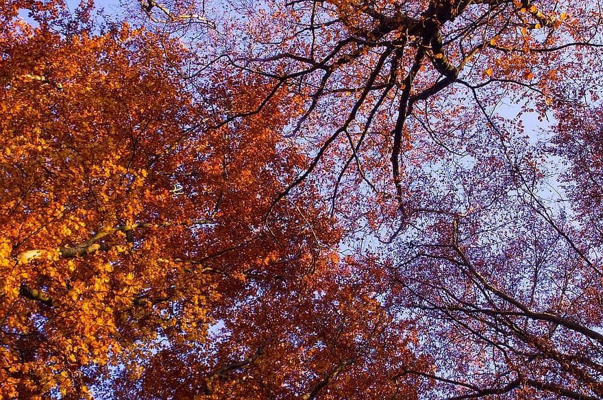 otoño
